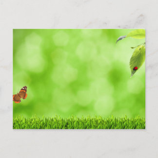 Butterfly & Ladybug over Grass Vykort