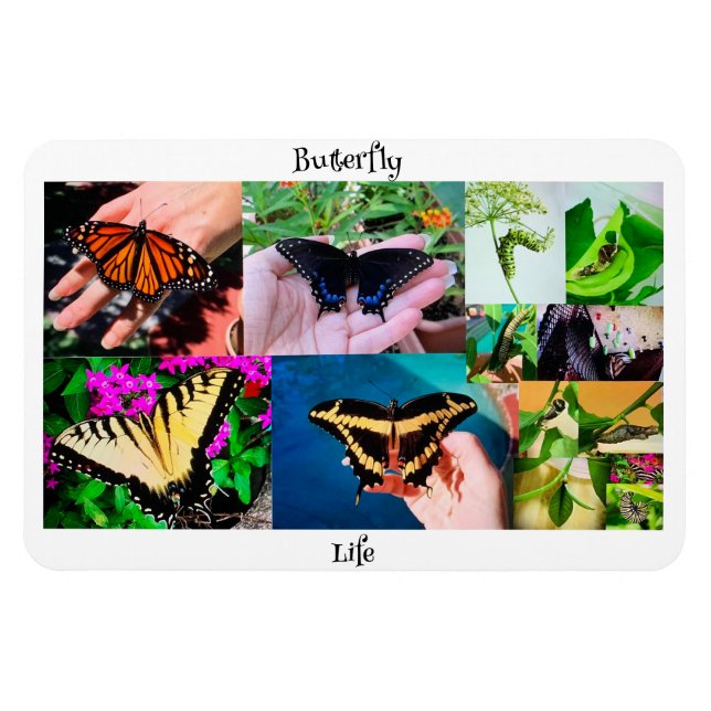 Butterfly Life Magnet (Horisontell)