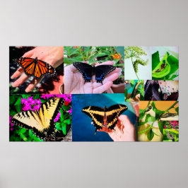 Butterfly Life Poster