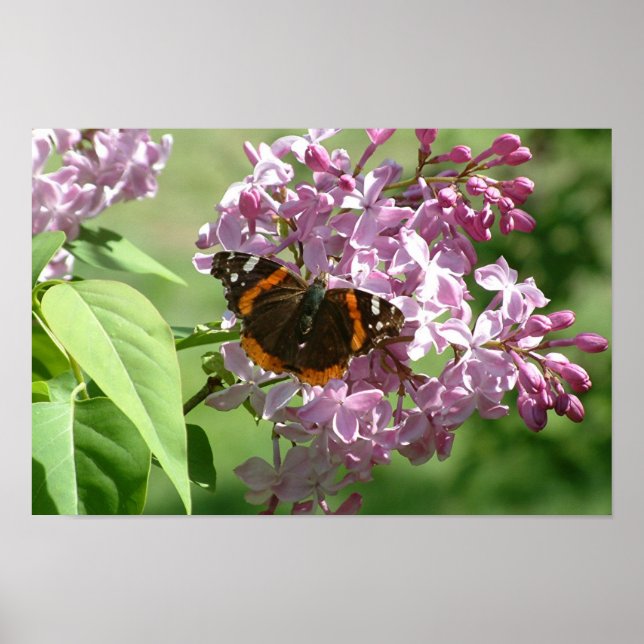 Butterfly & Lilacs Poster (Framsidan)