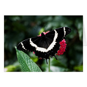 Butterfly Lolipop-kort OBS Kort