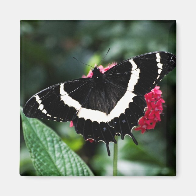 Butterfly Lolipop Magnet (Framsidan)