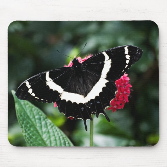 Butterfly Lolipop Mousepad Musmatta (Framsidan)