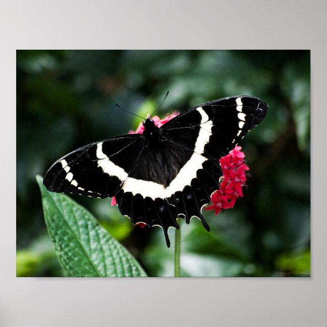 Butterfly Lolipop-utskrift Poster (Framsidan)