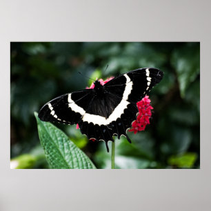 Butterfly Lolipop-utskrift Poster
