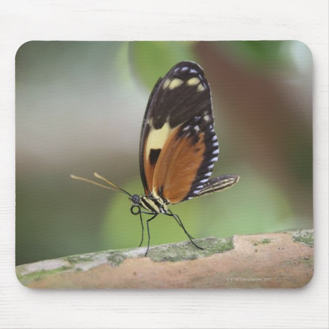 Butterfly Macro Musmatta (Framsidan)