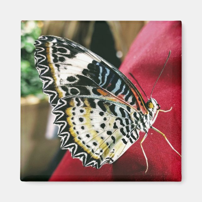 Butterfly Magnet (Framsidan)