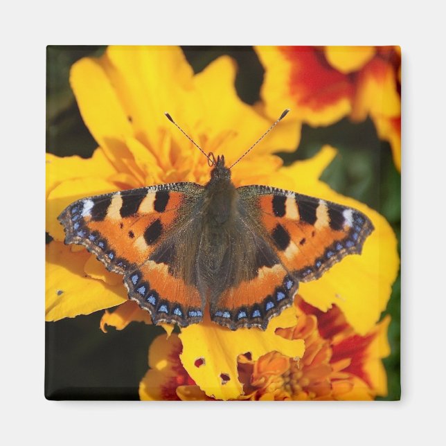 Butterfly Magnet (Framsidan)