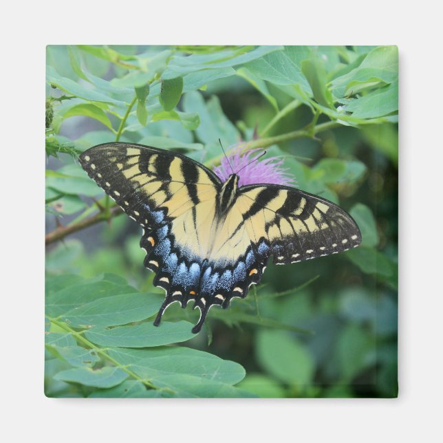 Butterfly Magnet (Framsidan)