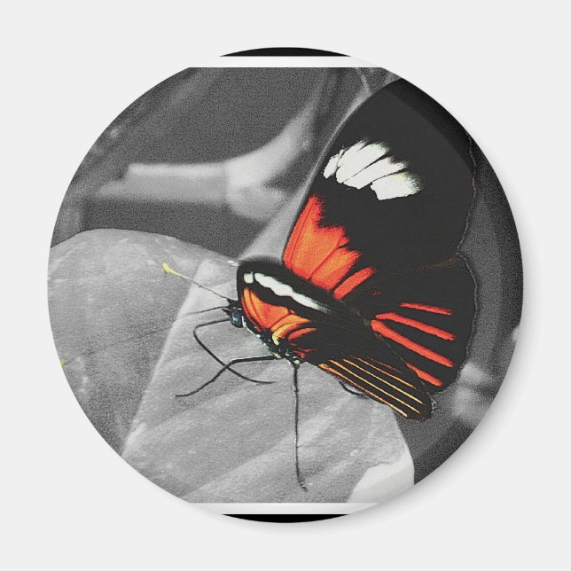 Butterfly Magnet (Framsidan)