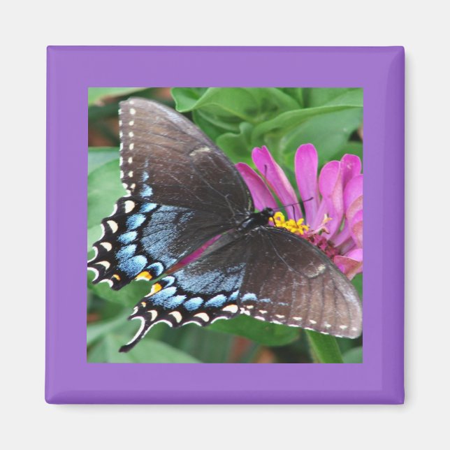 Butterfly Magnet (Framsidan)