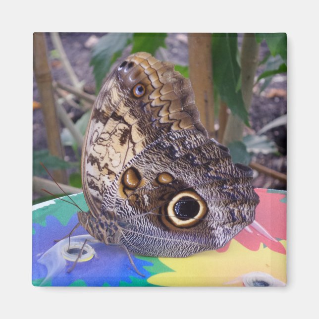 Butterfly Magnet (Framsidan)