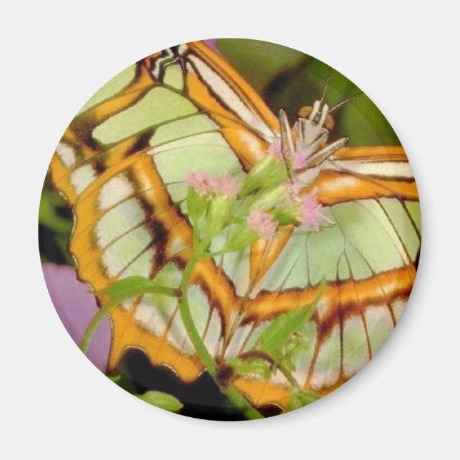 Butterfly Magnet (Framsidan)