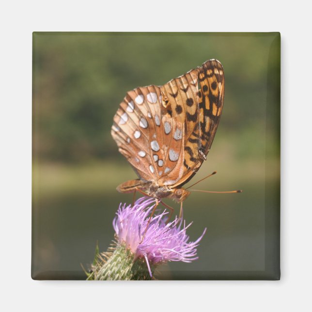 Butterfly Magnet (Framsidan)