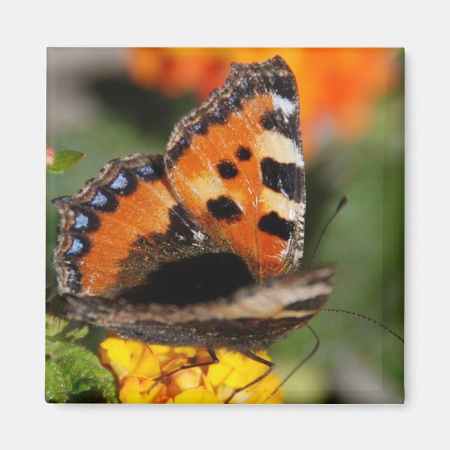 Butterfly Magnet (Framsidan)