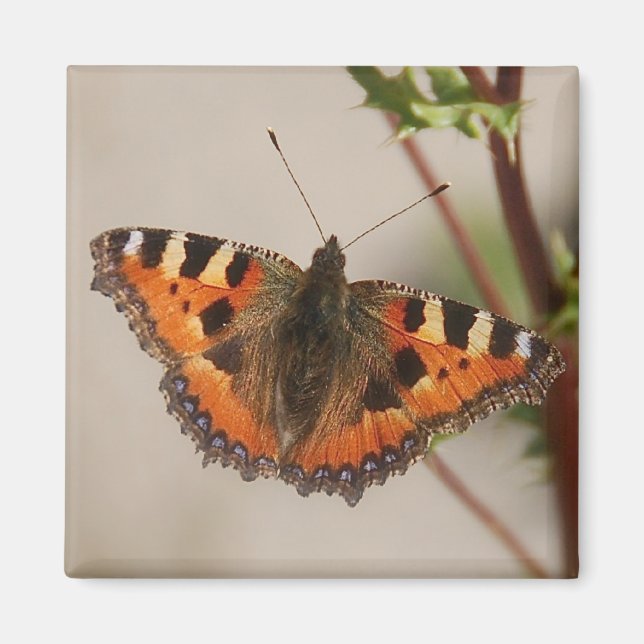 Butterfly Magnet (Framsidan)