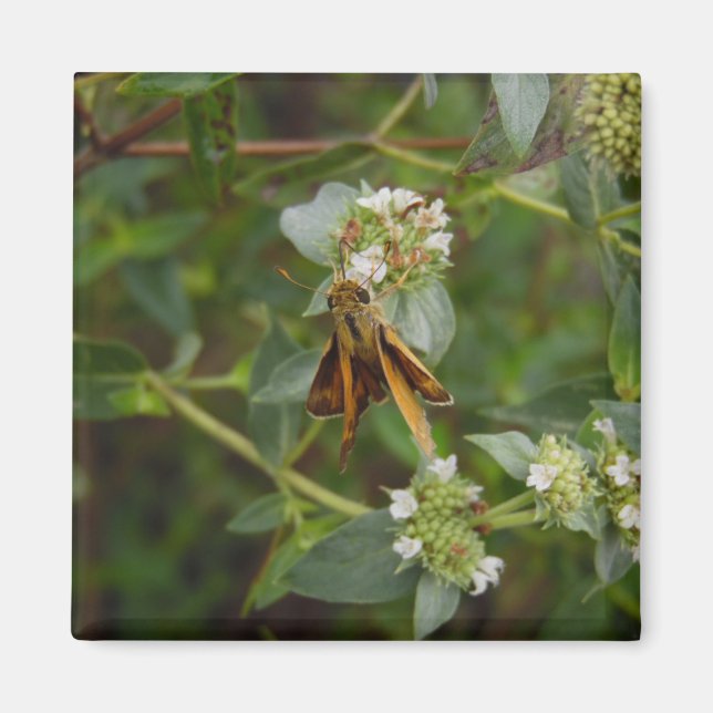 Butterfly Magnet (Framsidan)