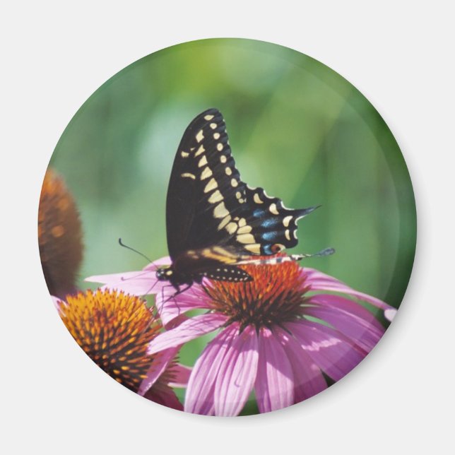 Butterfly Magnet (Framsidan)