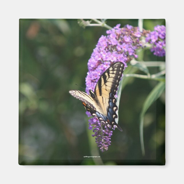 Butterfly magnet (Framsidan)