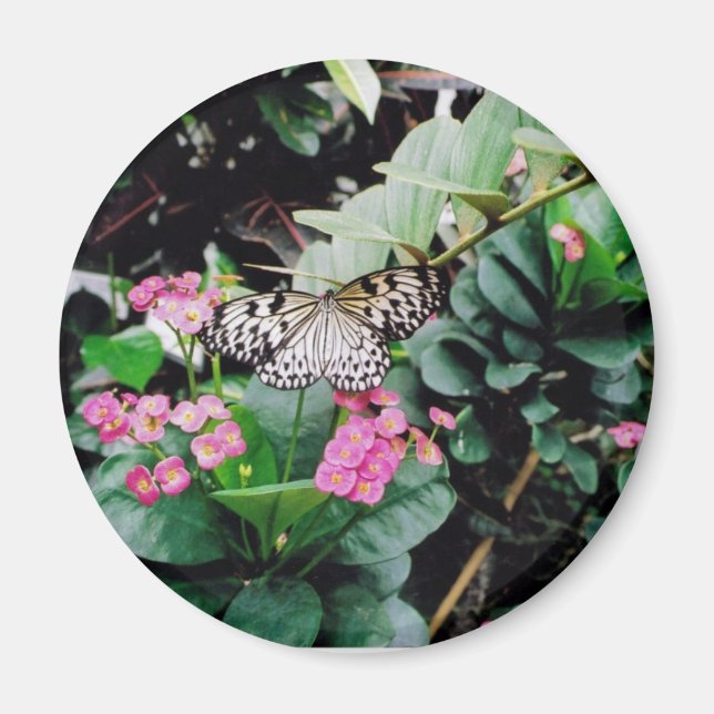 Butterfly Magnet (Framsidan)