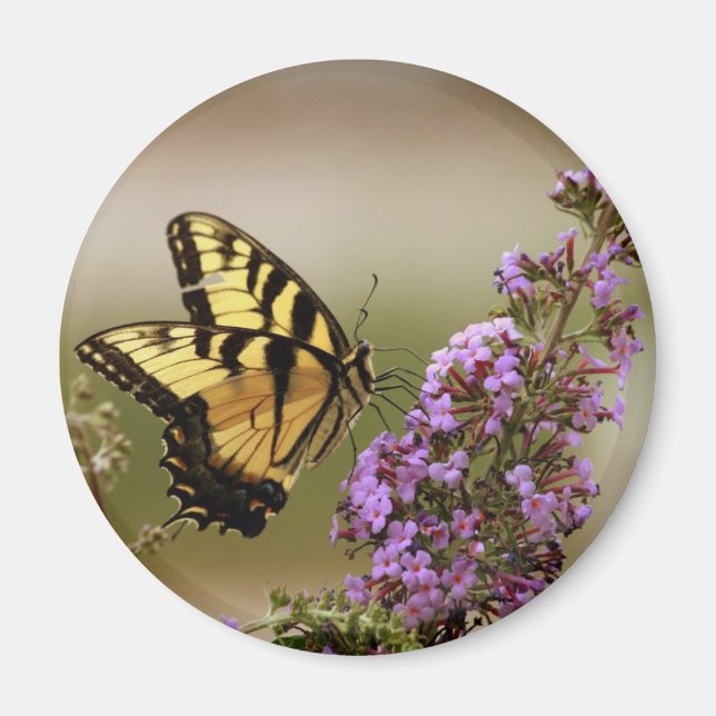 Butterfly Magnet (Framsidan)