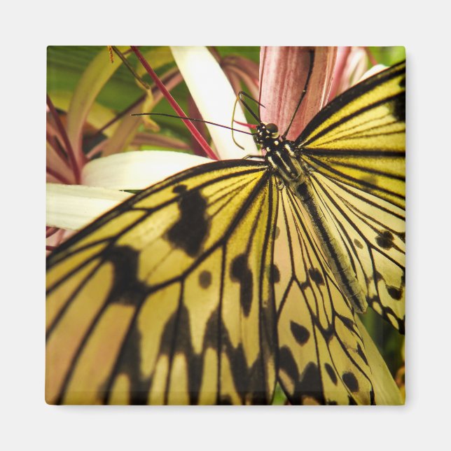 Butterfly Magnet (Framsidan)