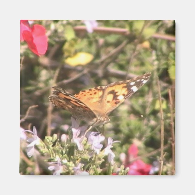 Butterfly Magnet (Framsidan)