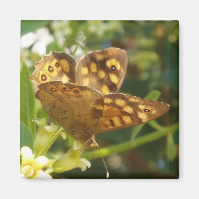Butterfly Magnets Magnet (Framsidan)