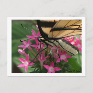 Butterfly Matar makro-vykort Vykort