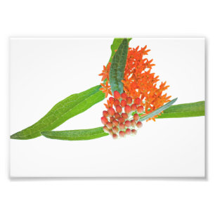 Butterfly Milkweed Bloom on White Fototryck