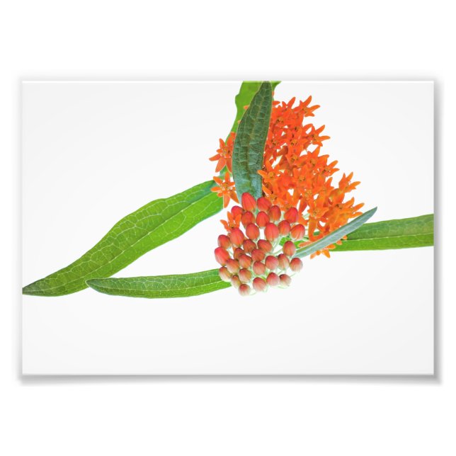 Butterfly Milkweed Bloom on White Fototryck (Framsidan)