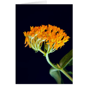 Butterfly Milkweed Blooms Hälsningskort