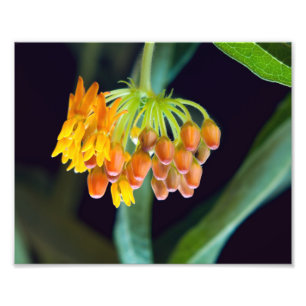 Butterfly Milkweed Buds and Blooms Fototryck