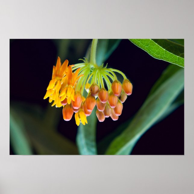Butterfly Milkweed Buds and Blooms Poster (Framsidan)