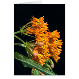 Butterfly Milkweed Florets and Buds on Black Hälsningskort