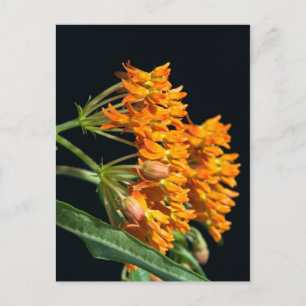Butterfly Milkweed Florets and Buds on Black Vykort