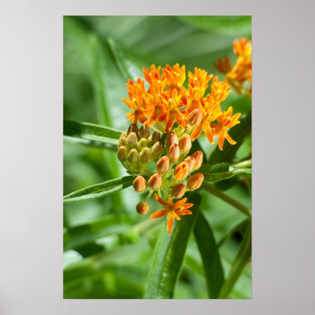 Butterfly Milkweed Flower och Foliage Poster (Framsidan)