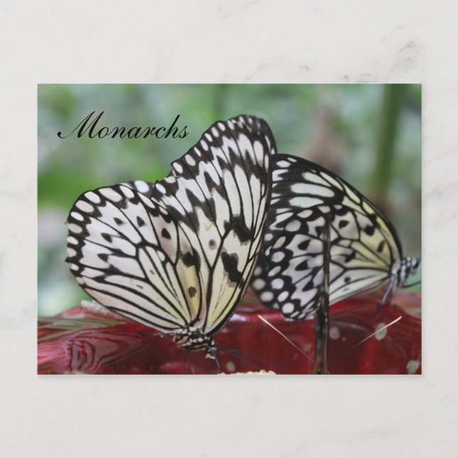 Butterfly Monarch nr 5 Vykort (Framsida)