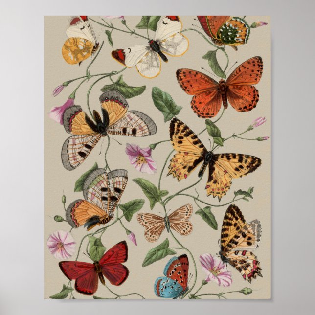 Butterfly Moth Nature Teckning antique vattencolor Poster (Framsidan)