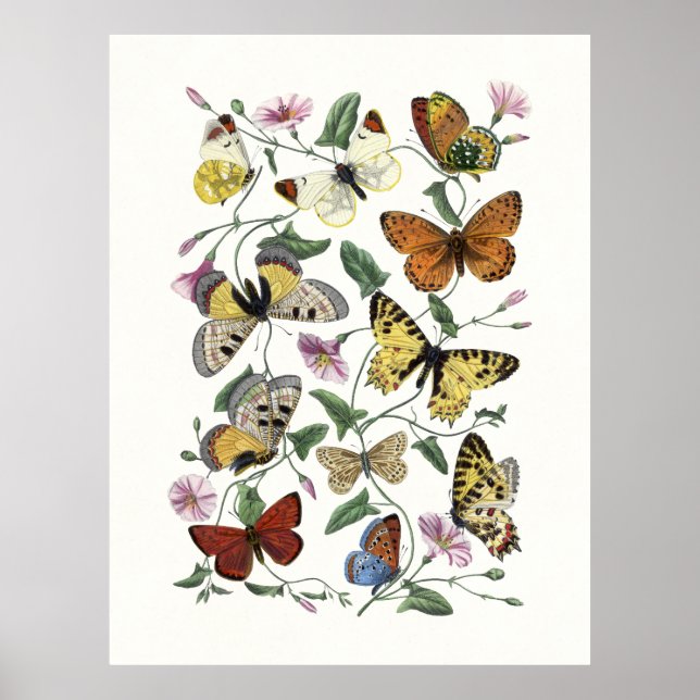 Butterfly & Moth Vintage Print, Paul Gervais 1842 Poster (Framsidan)