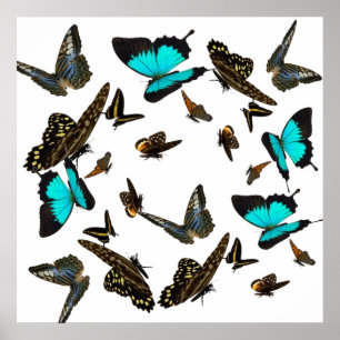 Butterfly multiPoster 24X24 tum Poster
