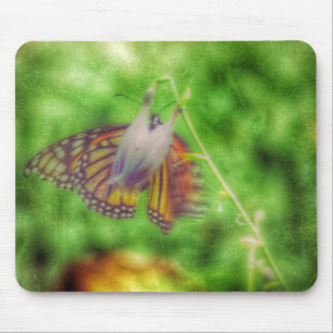 Butterfly Musmatta