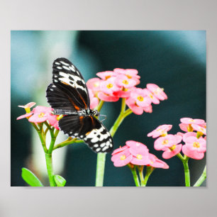 Butterfly Nature Insekter Rosa Flowers Poster
