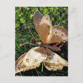 Butterfly Nature Vykort