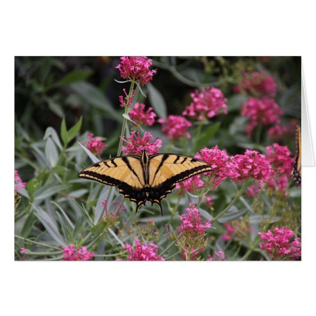 Butterfly OBS Kort (Framsidan Horizontal)