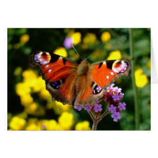 Butterfly OBS Kort