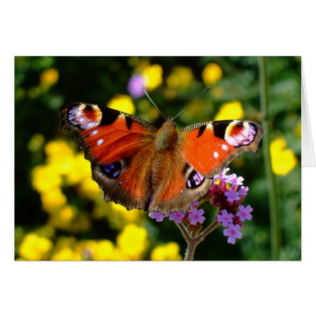 Butterfly OBS Kort (Framsidan Horizontal)