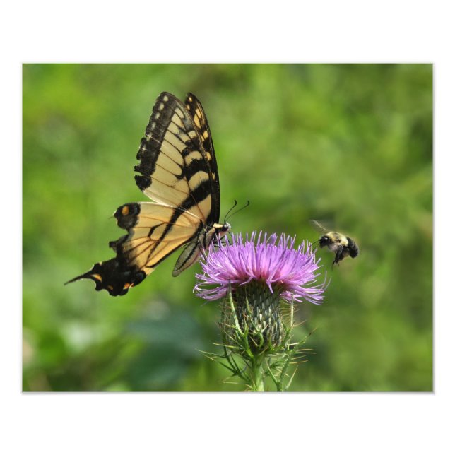 Butterfly och Bee Fototryck (Framsidan)
