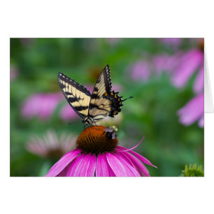 Butterfly och Bee OBS Kort