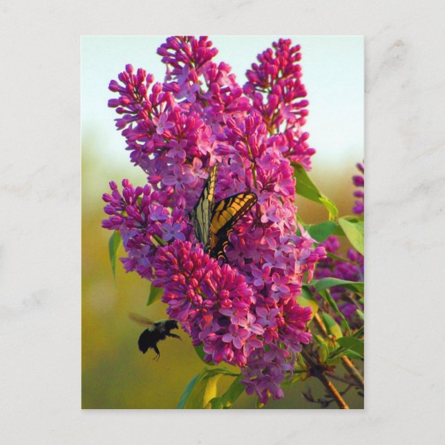 Butterfly och Bee på Lilac Postcard Vykort (Framsida)